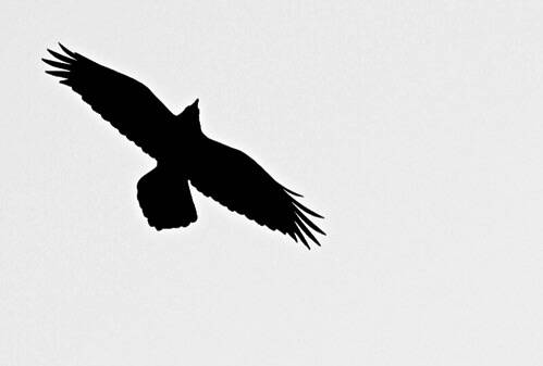 Common Raven (Corvus corax) by dobak is licensed under CC BY 2.0